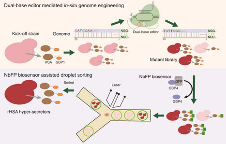 In-situ Target Base Editing Combining with Biosensor-driven Strategy Reveals Critical Single Nucleotide Variants for Enhanced Recombinant Protein Secretion in Pichia pastoris | brvbe | RMH | Scoop.it