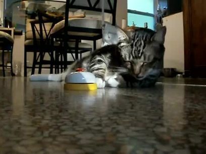 Ce chat commande &agrave; manger avec une sonnette | Trollface , meme et humour 2.0 | Scoop.it