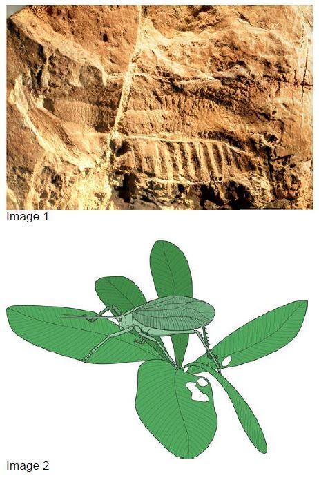 Quand les sauterelles prenaient l'aspect des feuilles il y a 270 millions d'années | EntomoNews | Scoop.it