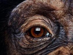 Chimps show empathy by mimicking pupil size - life - 22 August 2014 - New Scientist | Empathy Movement Magazine | Scoop.it