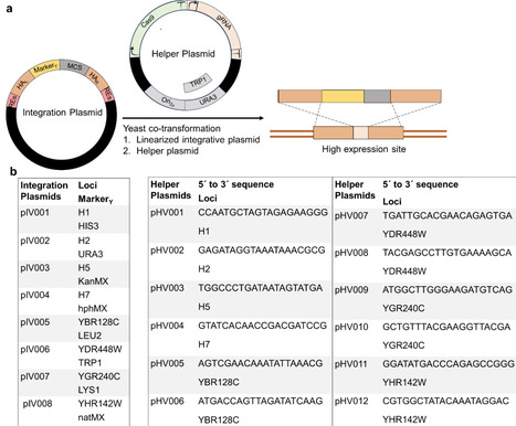 FASTOP - Fast editing toolkit for top expression sites in yeast | brvt | RMH | Scoop.it