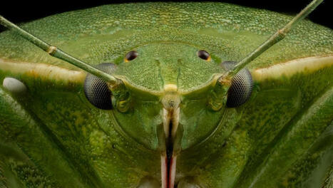 Des insectes à la Maison de la nature de Lattes (Hérault) | Variétés entomologiques | Scoop.it
