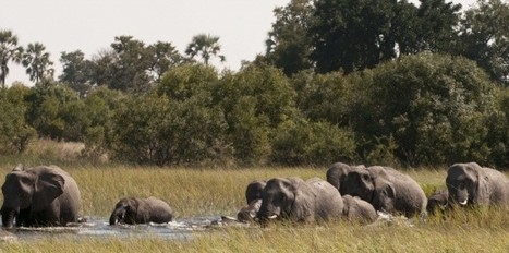 Des forêts d'Afrique sous surveillance - Le Nouvel Observateur | Télédétection veille IST INRAE & AgroParisTech | Scoop.it