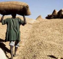 Sénégal : Des paysans plus « riches » | Questions de développement ... | Scoop.it