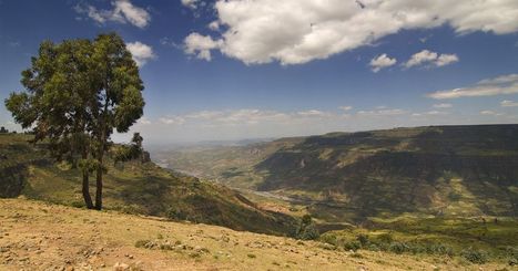 L'Ethiopie plante 350 millions d'arbres en un jour pour lutter contre la déforestation | Initiatives pour un monde meilleur | Scoop.it