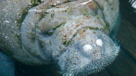 Juliet, one of the oldest known manatees, dies at ZooTampa | Soggy Science | Scoop.it