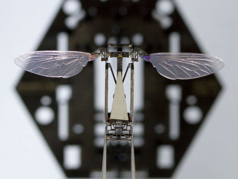 Rise Of The Robotic Bees | Science News | Scoop.it