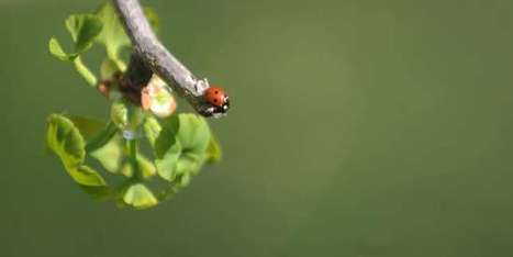 « La lutte contre l’érosion de la biodiversité doit être une priorité internationale » | Elevage et environnement | Scoop.it