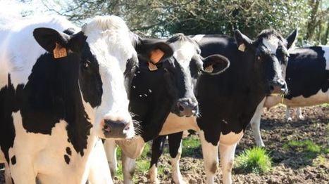 Conjoncture laitière Les producteurs néo-zélandais payés 100 €/1 000 l de moins que les Français | Economie de l'Elevage | Scoop.it