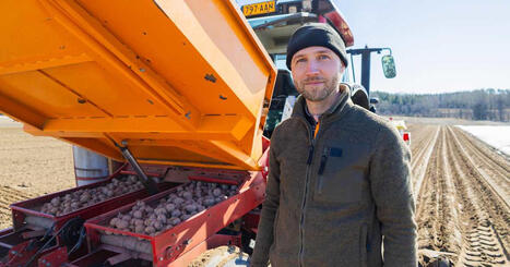 F&ouml;rsta potatisen satt p&aring; Kimito&ouml;n: &rdquo;Det kliar alltid lite i fingrarna&rdquo; | &Aring;boland | 1Uutiset - Lukemisen t&auml;hden | Scoop.it