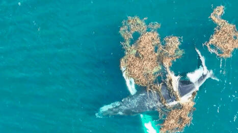Fonds marins : quand les baleines s'amusent dans le varech | Revue de presse Cétacés | Scoop.it