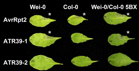 PLoS Genetics: Computational Prediction and Molecular Characterization of an Oomycete Effector and the Cognate Arabidopsis Resistance Gene | Plants and Microbes | Scoop.it
