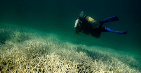 Scientists Predict Most Extensive Coral Bleaching Event on Record - The New York Times | Coastal Restoration | Scoop.it