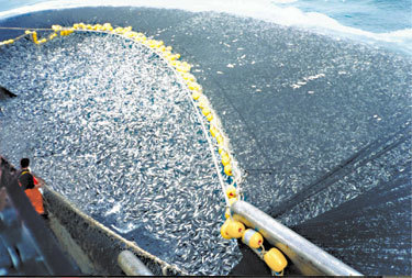 EU ministers approve crackdown on over-fishing - Restoring An Emptying Ocean | OUR OCEANS NEED US | Scoop.it