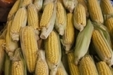 More balanced food commodity markets seen in 2013/14 | Humanitarian Supply Chain & Logistics | Scoop.it