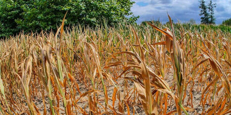 DURABILITES : une sécheresse exceptionnelle frappe le nord de l’Europe, quelles conséquences pour l’agriculture ? | DURABILITES | Scoop.it