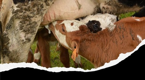 Vache nourrice et veau sous la mère : élever les veaux autrement | Lait de Normandie... et d'ailleurs | Scoop.it