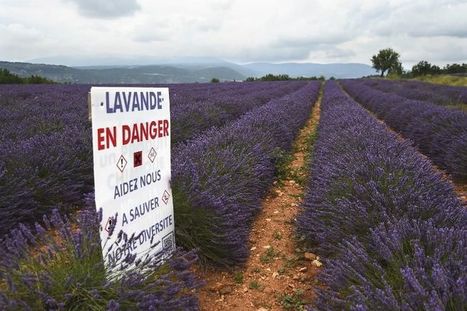 La lavande menacée par un insecte et la réglementation européenne | EntomoNews | Scoop.it