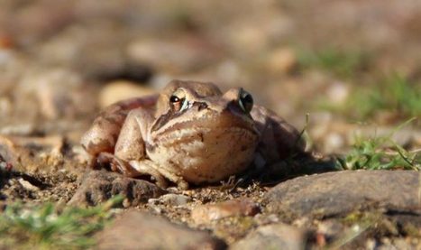 En quête de volontaires pour compter les amphibiens au marais de Cré-sur-Loir | Biodiversité | Scoop.it