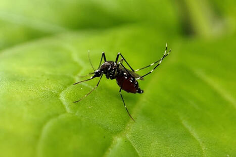 Dengue : le premier cas autochtone de 2024 détecté en France | Toxique, soyons vigilant ! | Scoop.it