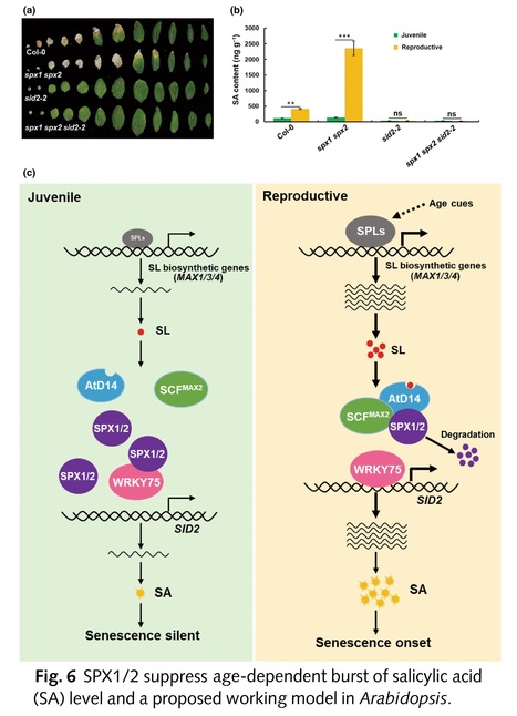 Sequential activation of strigolactone and salicylate biosynthesis promotes leaf senescence | Plant hormones (Literature sources on phytohormones and plant signalling) | Scoop.it