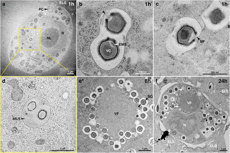 Giant virus discovered in wastewater treatment plant infects deadly parasite | Virology News | Scoop.it