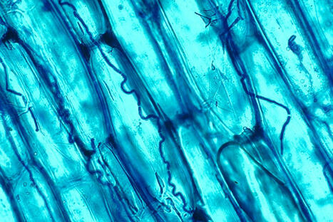 Better Farming Through Endophytes | Plant-Microbe Symbiosis | Scoop.it