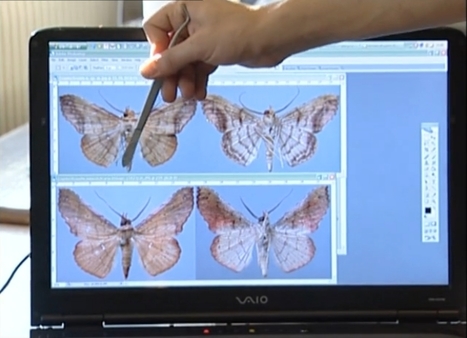[Vidéo] Collectionneur de papillons | Banque des savoirs | Variétés entomologiques | Scoop.it
