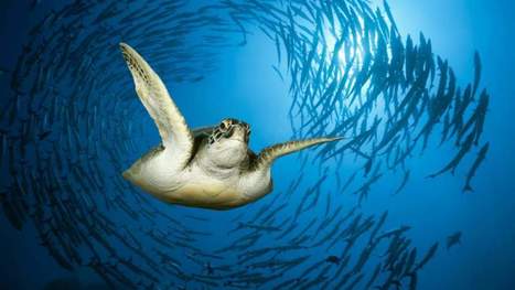 Les tortues de mer mâles sont davantage menacées que les femelles par le réchauffement climatique | Zones humides - Ramsar - Océans | Scoop.it