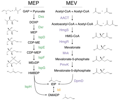 Harnessing evolution: leveraging bacterial isoprenoid pathway diversity toward improved bioengineering strategies | jbac | RMH | Scoop.it