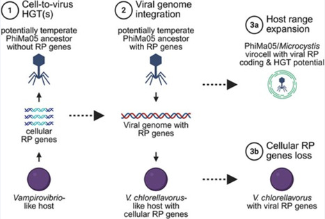 A jumbo cyanophage encodes the most comprehensive ribosomal protein set in the known virosphere | isme | RMH | Scoop.it