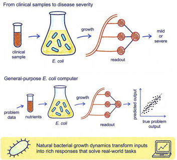 Living bacterial reservoir computers for information processing and sensing | csys | RMH | Scoop.it