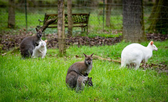 Wallaby noy&eacute;, cadavres dans le jardin&hellip; Le g&eacute;rant d&rsquo;un parc animalier landais soup&ccedil;onn&eacute; d&rsquo;acte de cruaut&eacute; et de mauvais traitements | Landes - Conseils municipaux & communautaires | Scoop.it