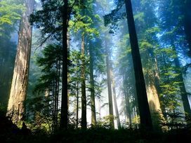 Les forêts françaises plus vulnérables que prévu face aux changements climatiques | Toxique, soyons vigilant ! | Scoop.it