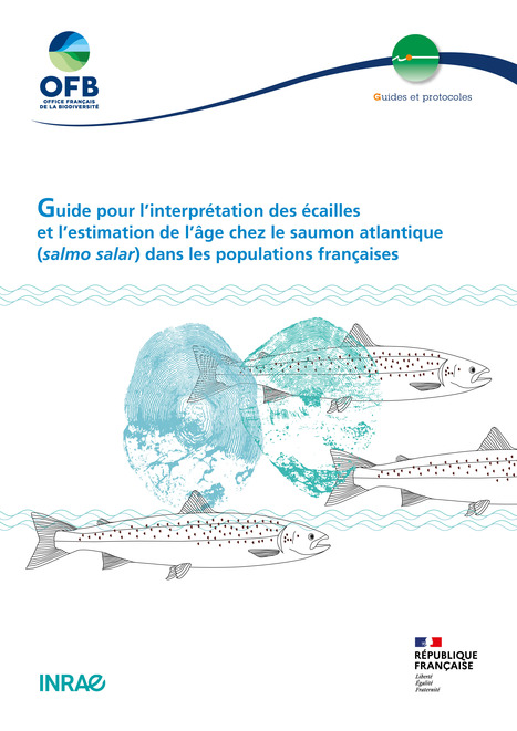 Guide pour l’interprétation des écailles et l’estimation de l’âge chez le saumon atlantique (salmo salar) dans les populations françaises | Biodiversité | Scoop.it