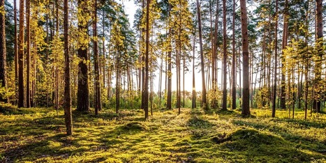 Landlocked Property Considered Insurmountable by Land Buyers | Timberland Investment | Scoop.it