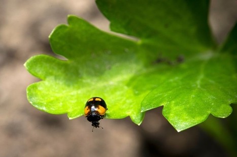 Des "plantes à traire" pour faire des médicaments | EntomoNews | Scoop.it