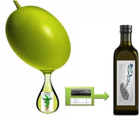 Procédé moléculaire inédit pour la traçabilité de l'huile d'olive | Huiles végétales | Scoop.it