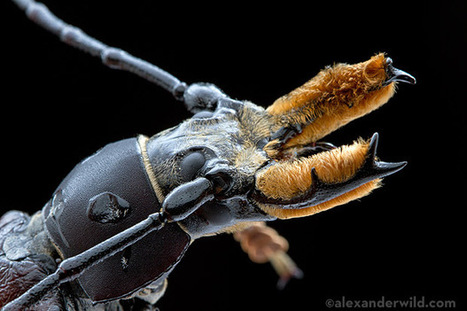 Onze arthropodes étonnants que vous verrez au Bélize [anglais] | Variétés entomologiques | Scoop.it