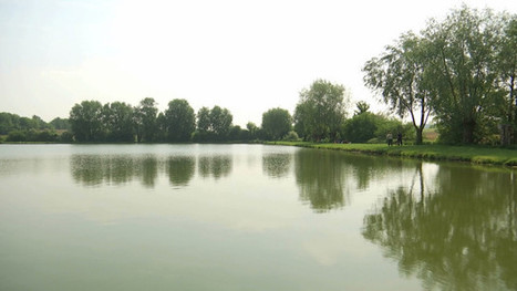 Jugement rendu dans l'affaire de pollution des étangs de Coeurcq à Tubize / 17.08.2018 | Pollution accidentelle des eaux par produits chimiques | Scoop.it