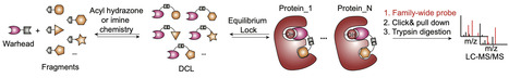 Scaling covalent ligand discovery through dynamic combinatorial library-versus-proteome screening | ncm | RMH | Scoop.it