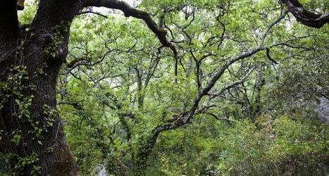 Lettre N°19 - Septembre 2013 | Centre de ressources Trame verte et bleue | Biodiversité | Scoop.it