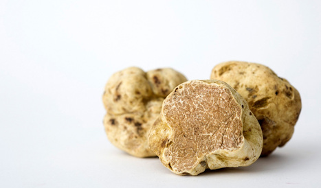 The history Of truffles | Good Things From Italy - Le Cose Buone d'Italia | Scoop.it
