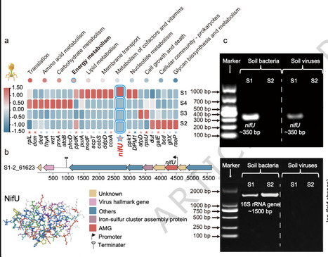 The hidden role of rhizospheric viruses in promoting nitrogen fixation in soils | Ncm | RMH | Scoop.it