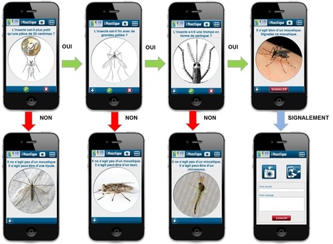 La clé de détermination du moustique | Insect Archive | Scoop.it