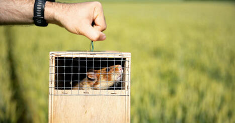 Oberschaeffolsheim. Compensation du GCO : 120 grands hamsters lâchés dans les champs | Alsace Actu | Scoop.it