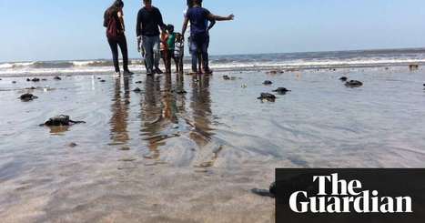 Mumbai beach goes from dump to turtle hatchery in two years | World news | The Guardian | Go-Green-Team | Scoop.it