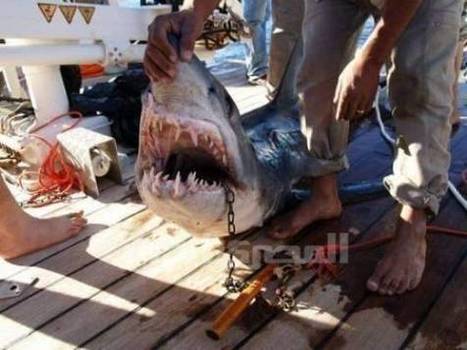 Egypt's Red Sea Sharks Face Extinction | OUR OCEANS NEED US | Scoop.it