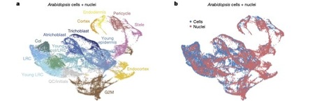 A pan-grass transcriptome reveals patterns of cellular divergence in crops | Plant and Seed Biology | Scoop.it