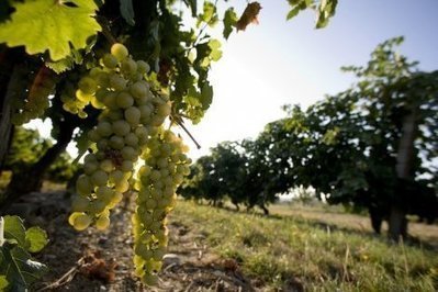 Et si plus grand domaine bio d'Occitanie était en ville ? | Toulouse La Ville Rose | Scoop.it